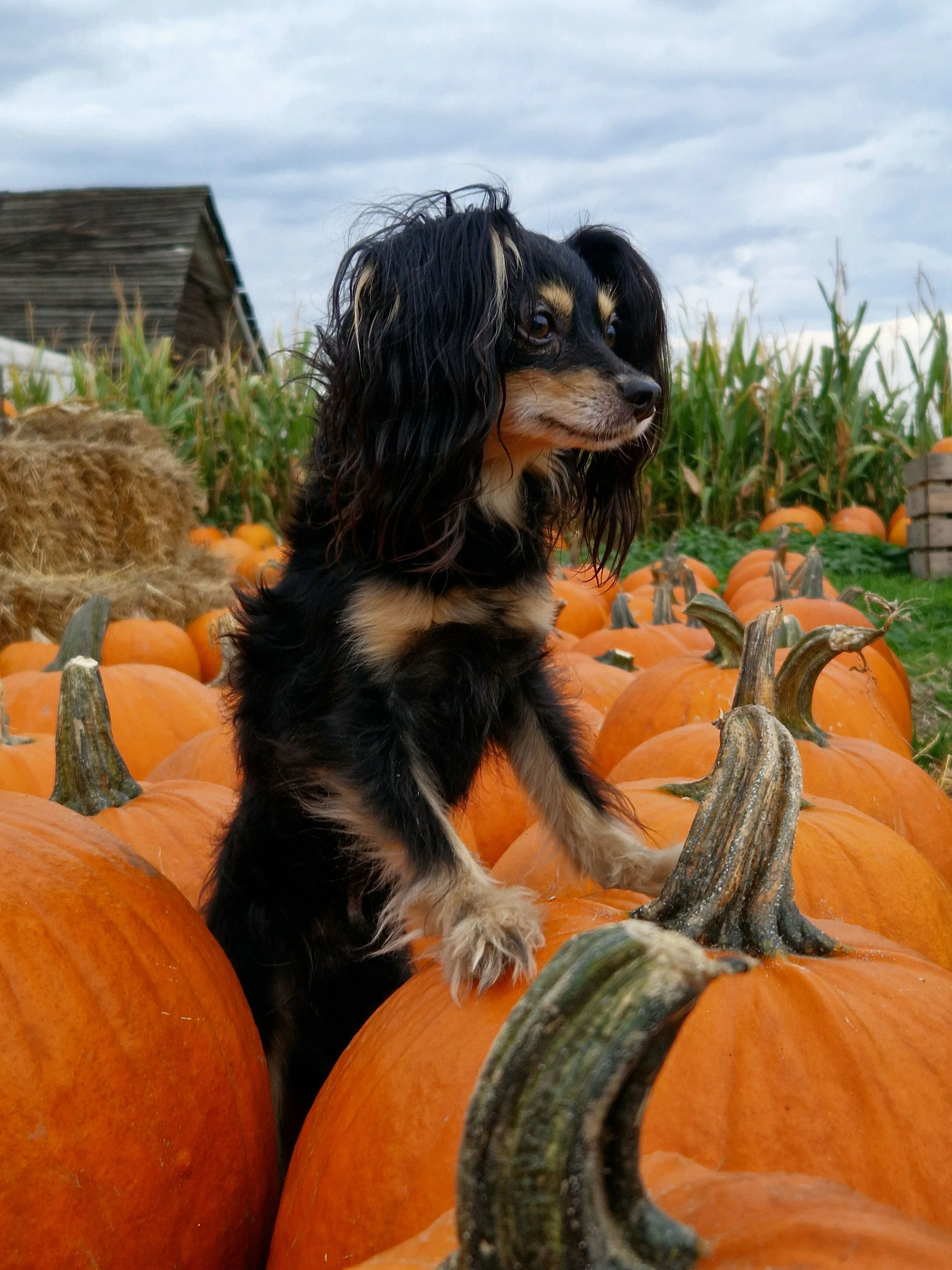 Fall Is Here: 6 Things to Check for Your Dog