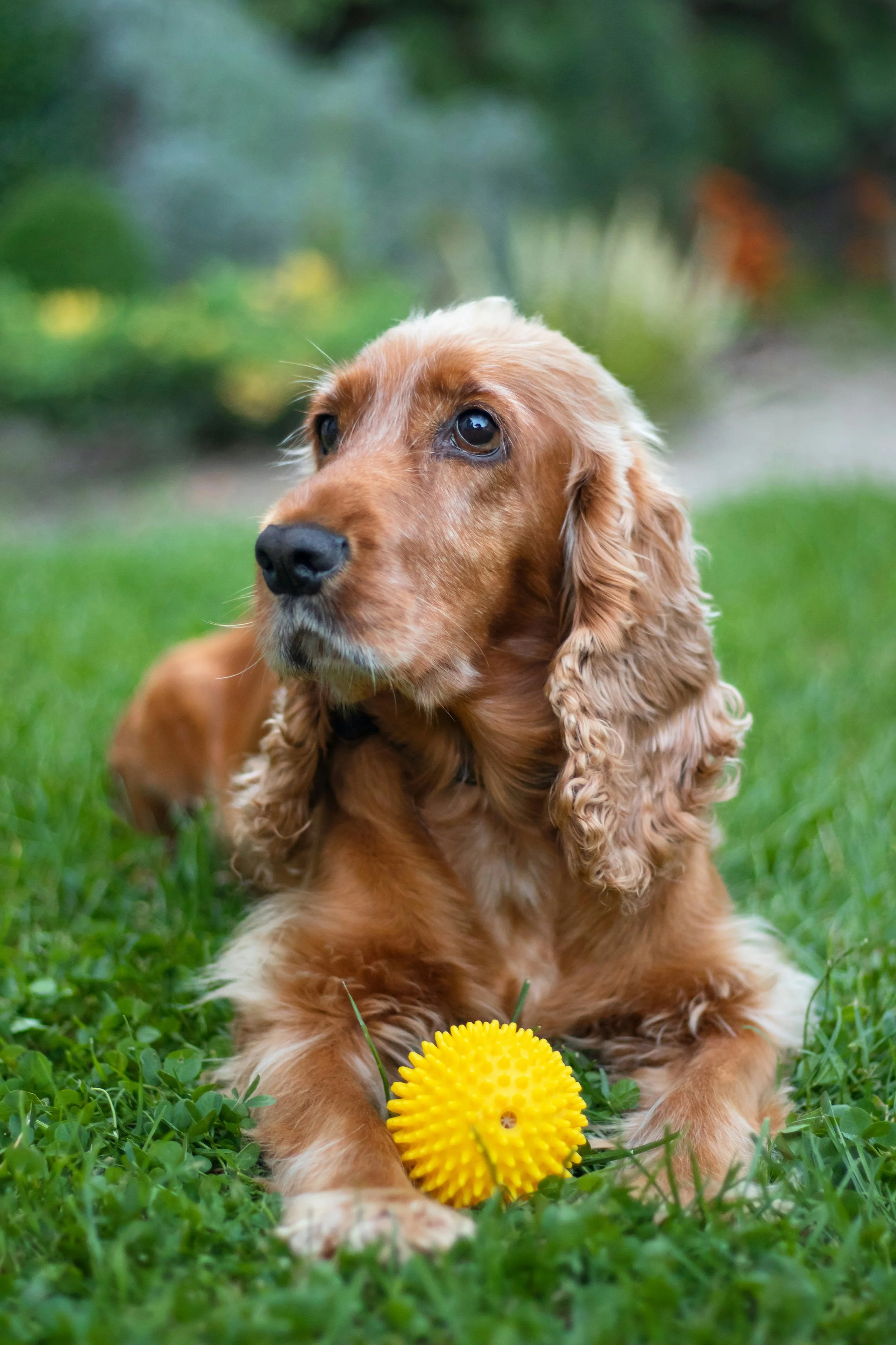 Pet-friendly lawn and garden chemicals