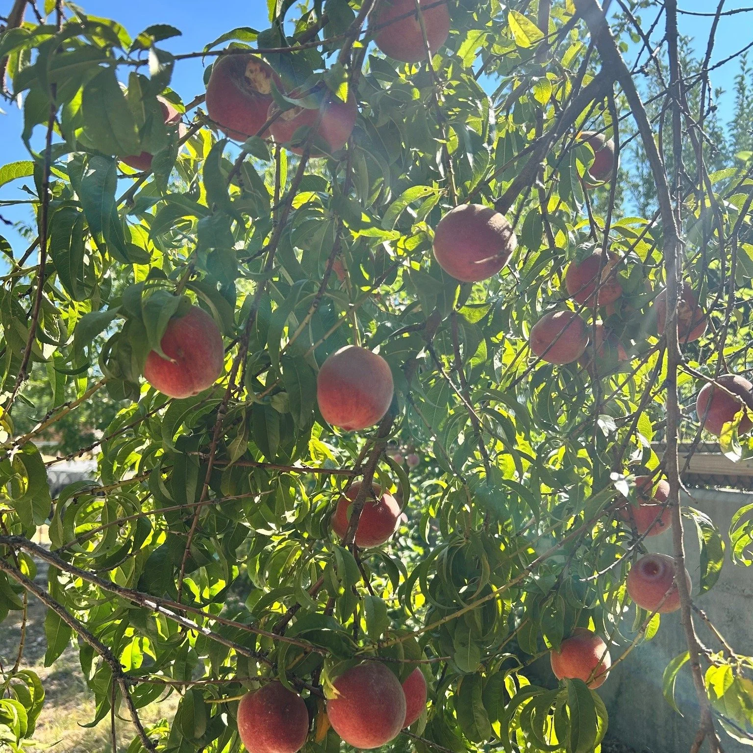 Apples are crisp, blackberries are sweet,  grapes are gossiping, and squash are strutting their stuff. It will soon be harvest season at MVM! 
 From peaches to pumpkins and pears to quince, our garden is a rainbow of deliciousness right now. It&rsquo