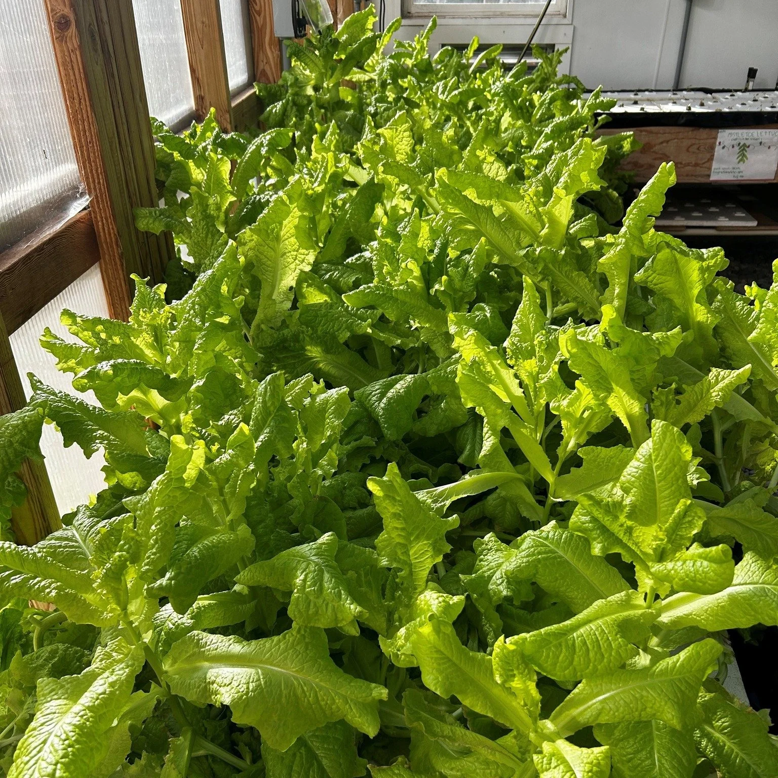 It&rsquo;s cold in the Sierras, but Mountain View Montessori&rsquo;s hydroponic house is cozy, bright, and packed with student-grown greens. Fresh, crunchy, and perfect for student lunch!