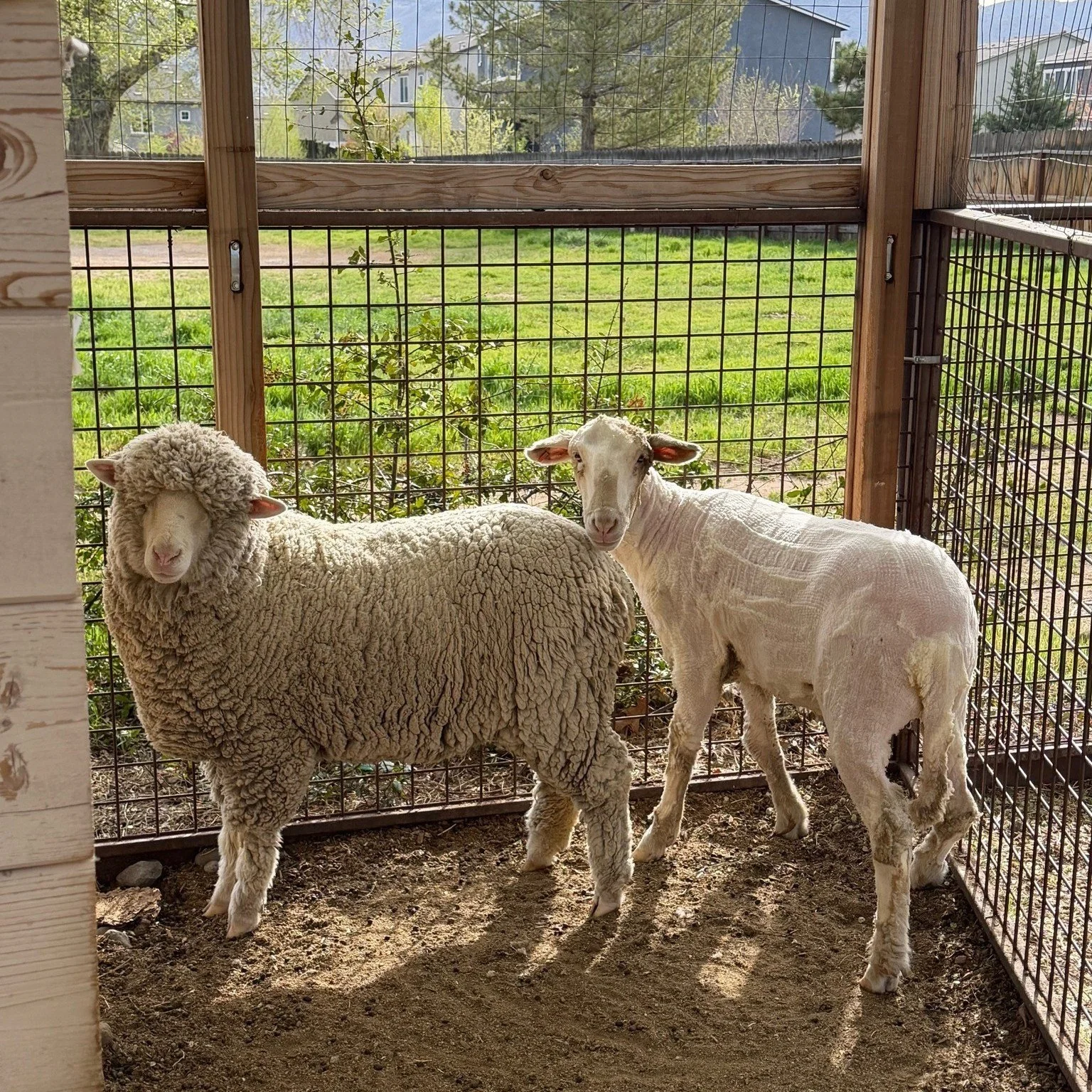 Baa, baa, black sheep&hellip; yes we do! 
Our school sheep had their spring haircuts, and we now have three full bags of wool to show for it. The sheep are looking a little lighter and ready for the warm days ahead.