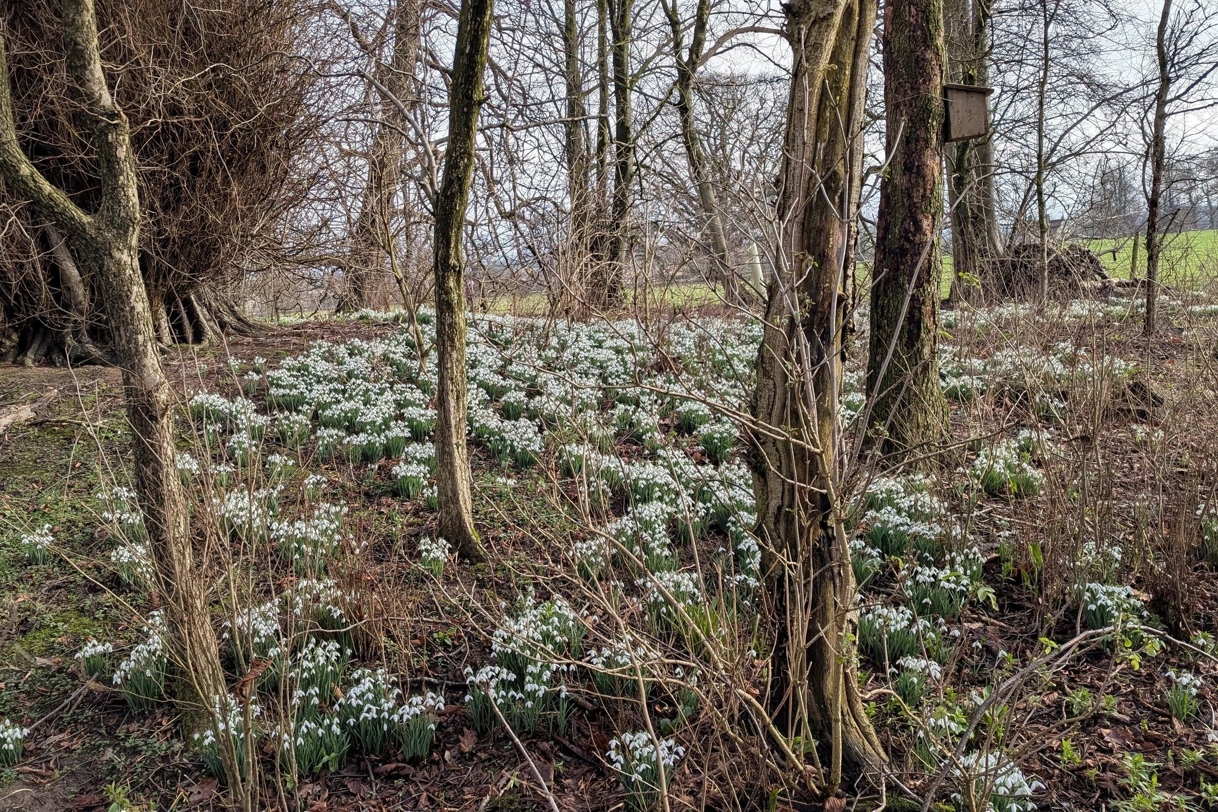 Snowdrops at Kiplin Hall