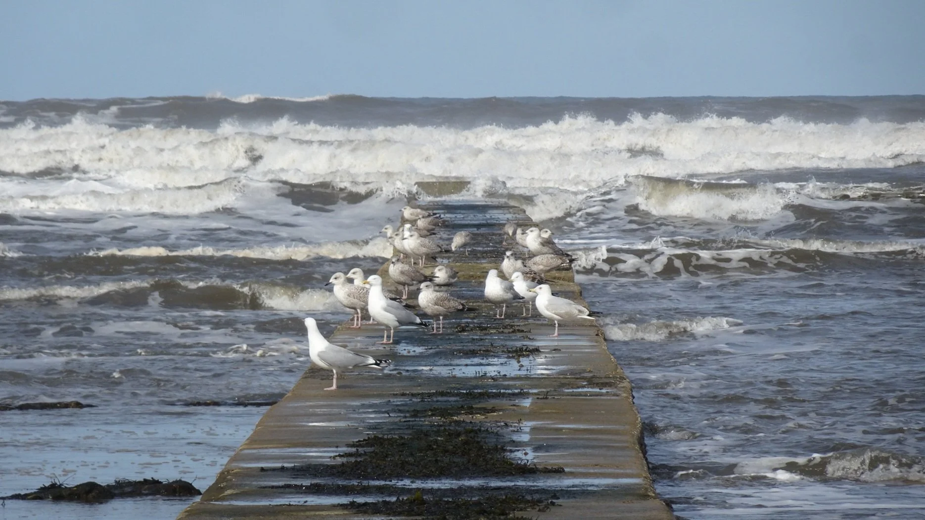 A Coastal Walk from Hartlepool Headland to Steetley Pier