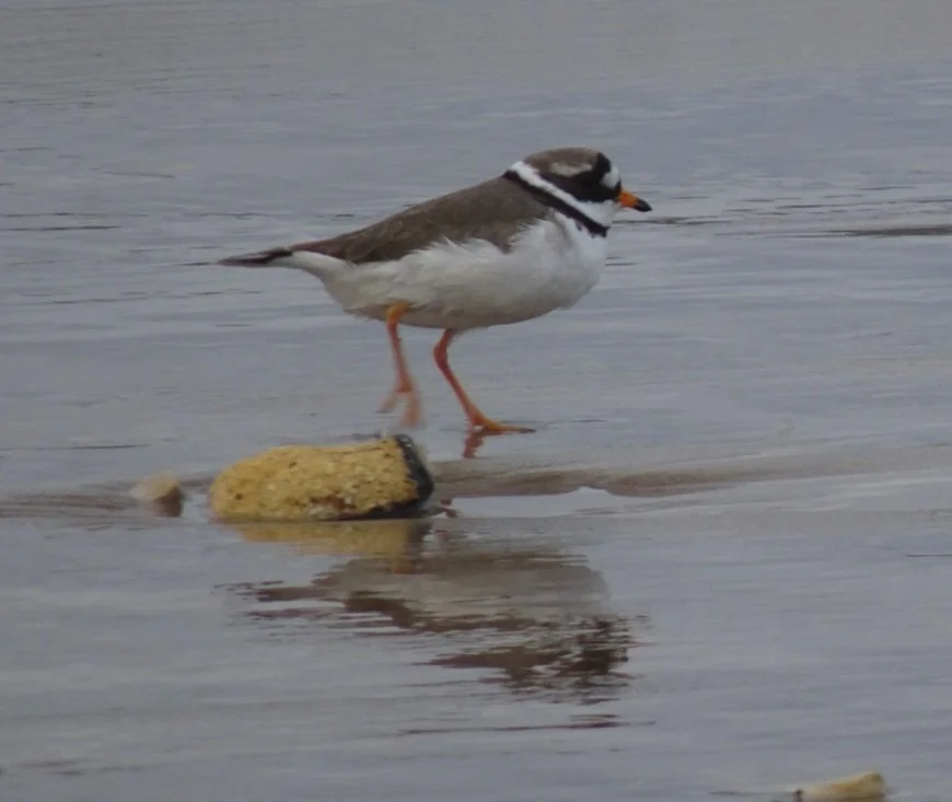 A small Ringed Plover picking its way along the shoreline—one of many seabirds you can spot on the Hartlepool coast.