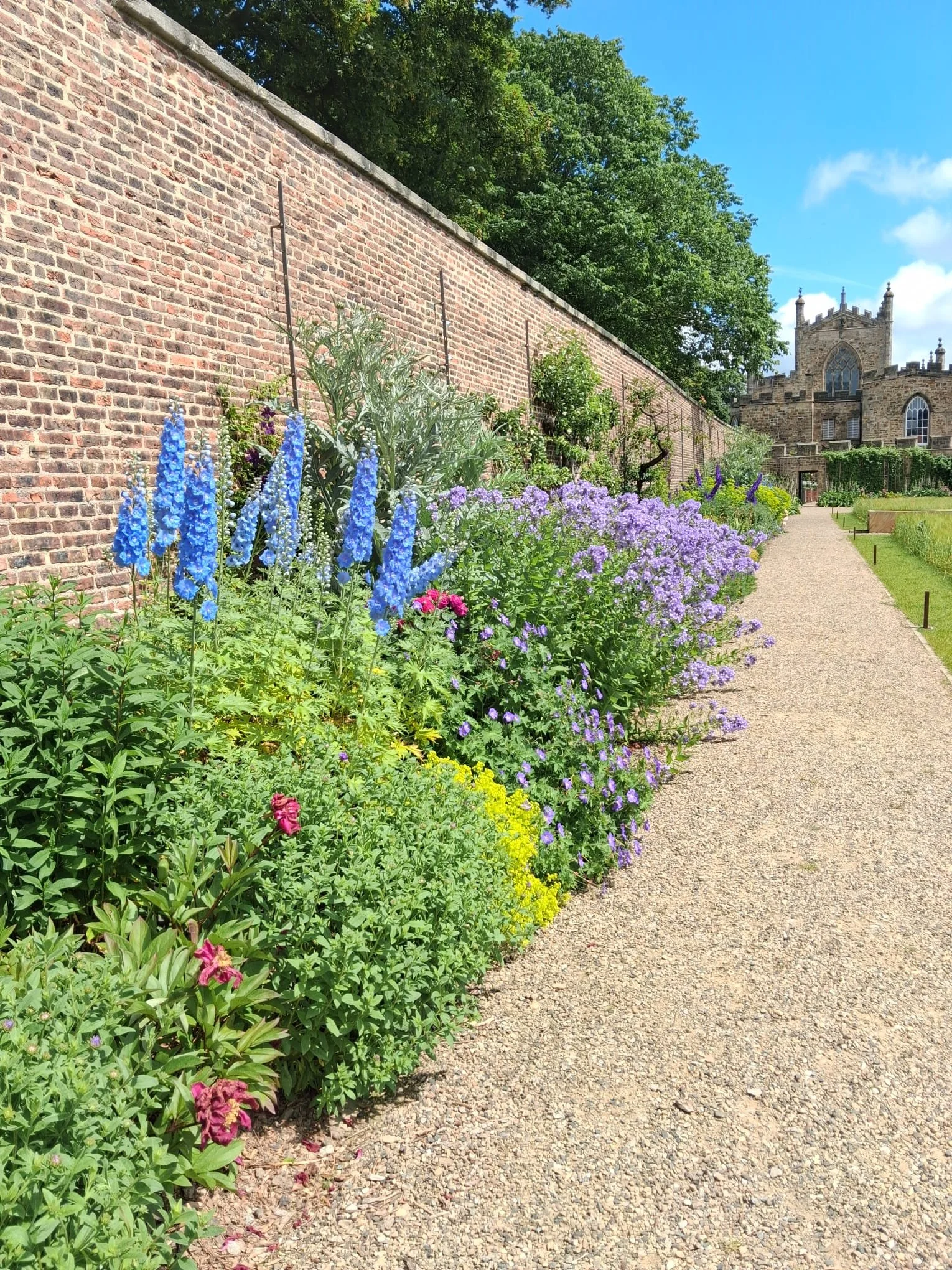 Auckland Palace Paradise Garden herbaceous border showing  blue delphiniums