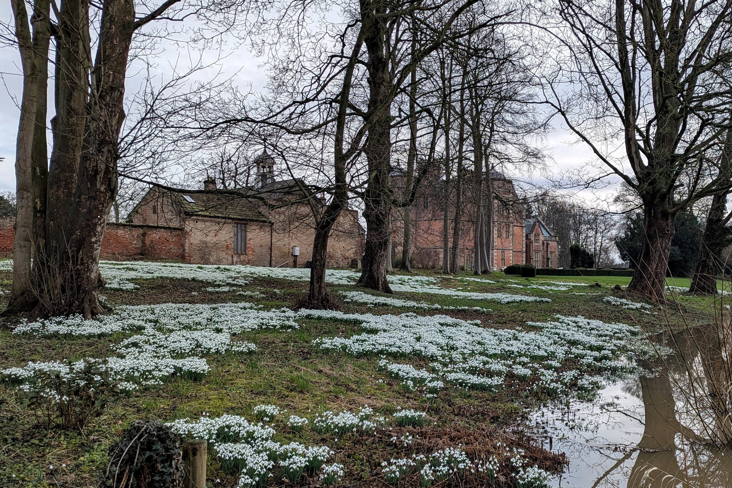 Snowdrops with Kiplin Hall rising behind them on a grey winter morning