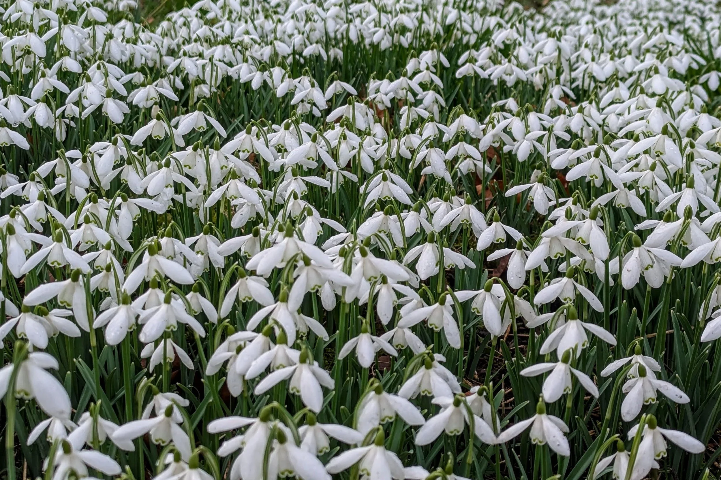 Drifts of snowdrops lighting up the woodland floor at Kiplin Hall