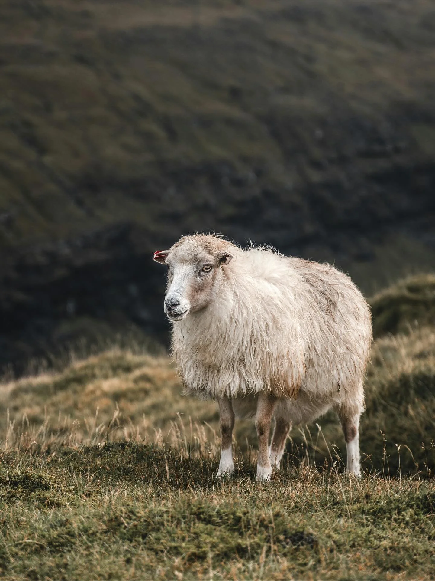 One more day until I share the Big News &bull; happy devil&rsquo;s night &bull; peep the coolest sweater at the end &bull; I can&rsquo;t believe October is almost over!

Cover image by Polina Kuzovkova on unsplash