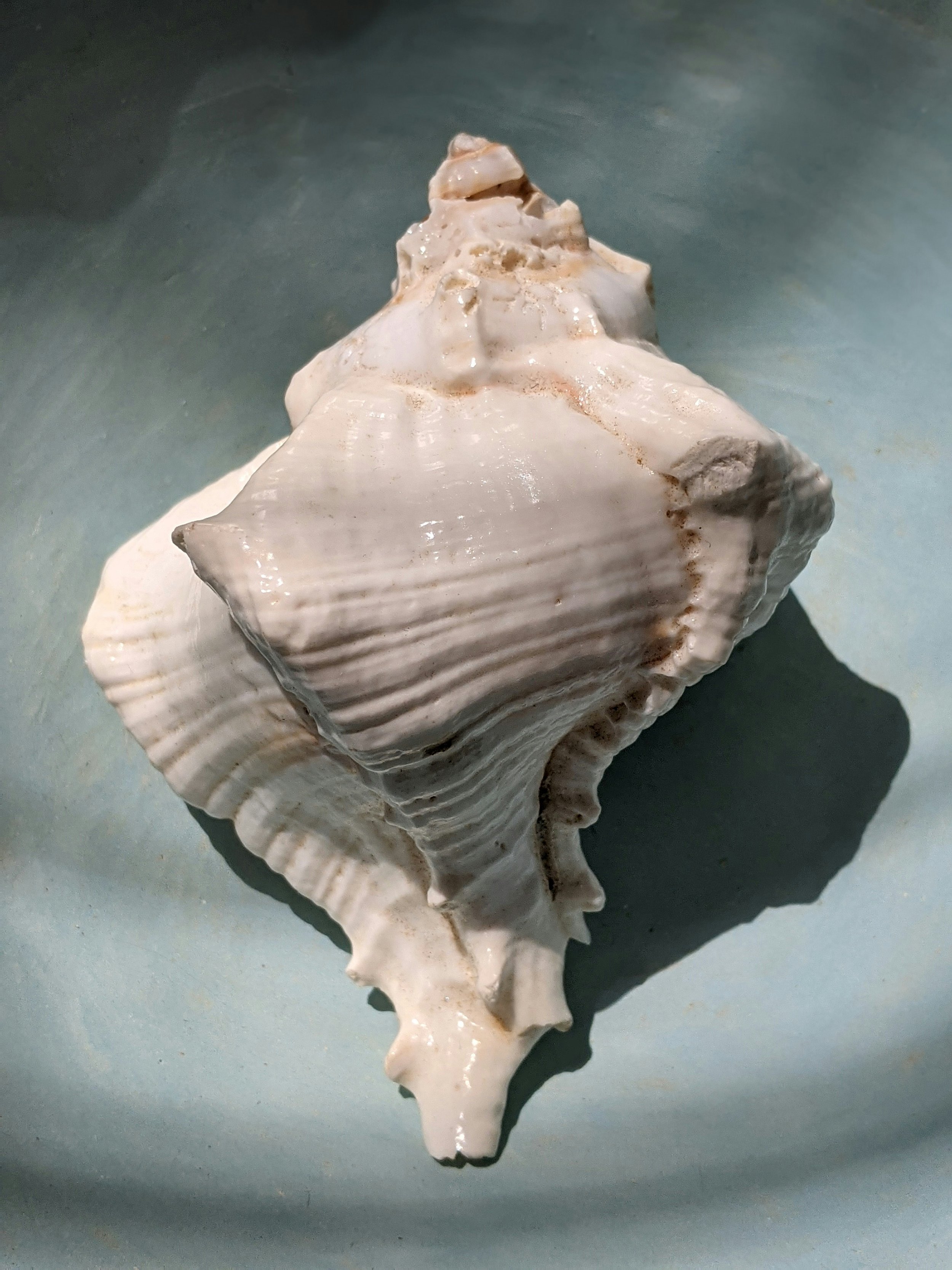 Close-up of a large seashell with ridges and whorls, placed on a surface with shadows.