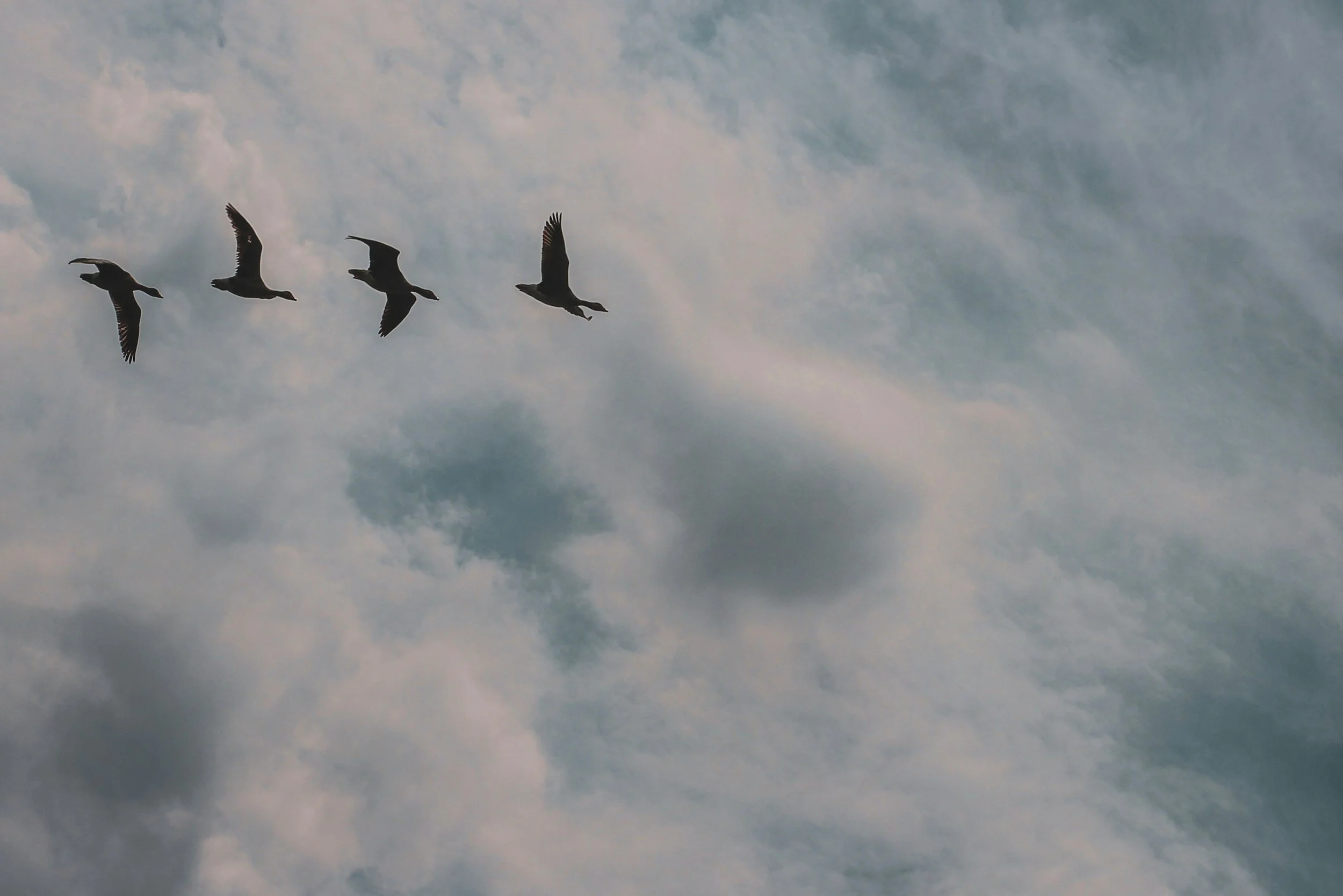 A group of five birds flying in a formation against a cloudy sky.