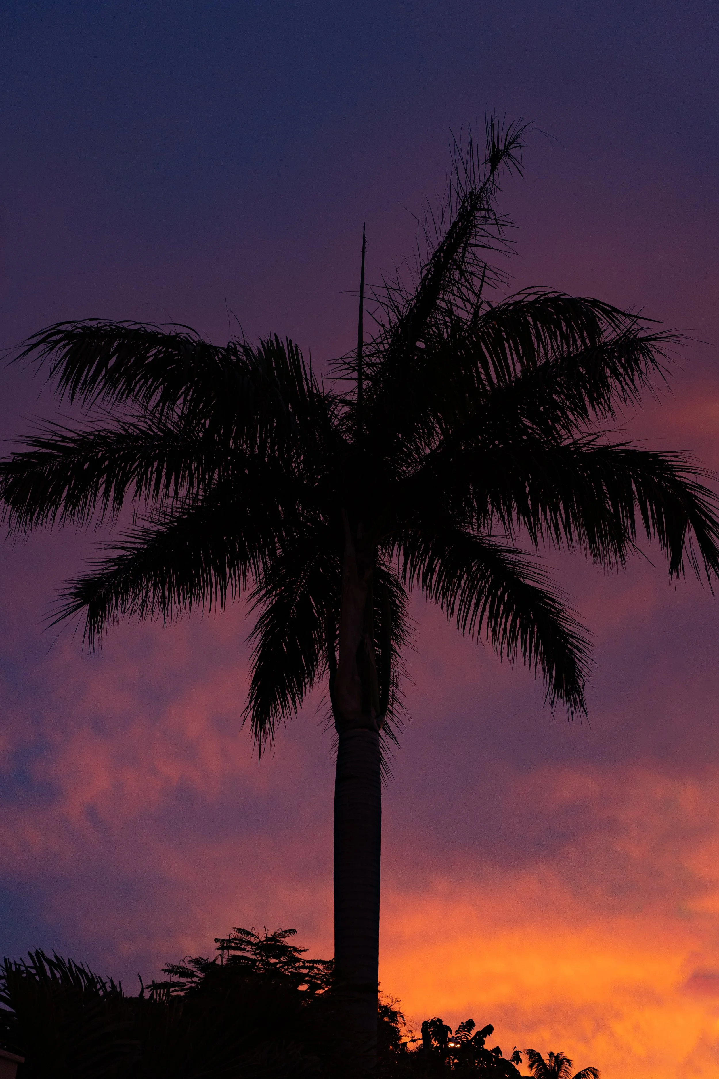 palm tree sunset-1.jpg