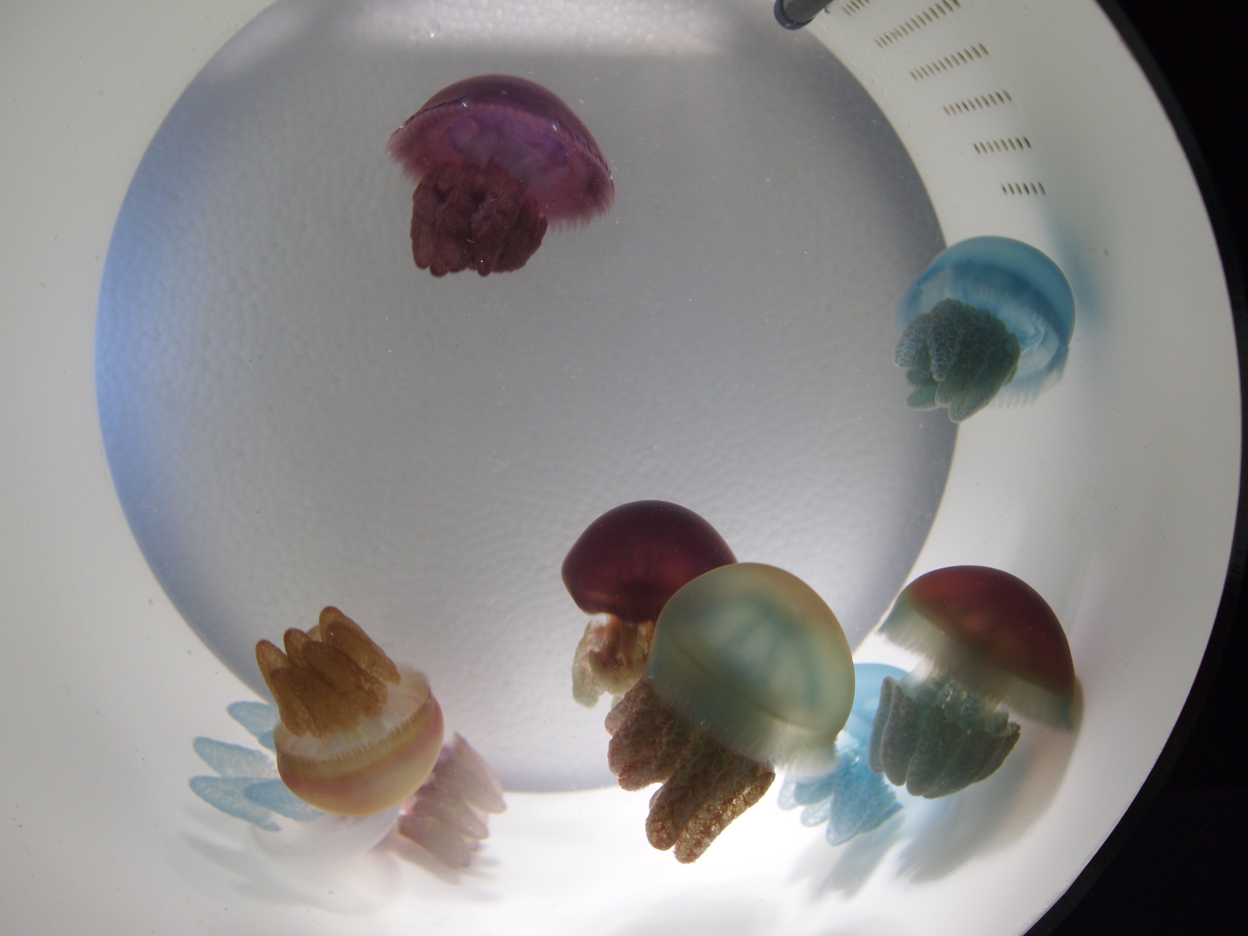 Buy Orbit 20 Jellyfish Aquarium | Cubic Aquarium Systems Buy Orbit 20 Jellyfish Aquarium | Cubic Aquarium Systems