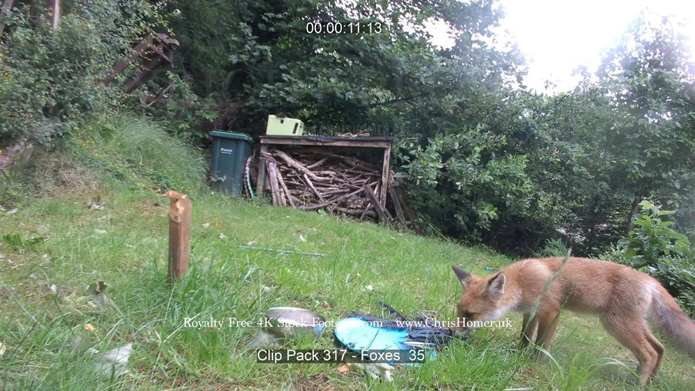 Clip Pack 317 - Foxes  35-00-00-11-520.jpg