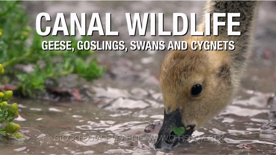 British canal wildlife stock footage
