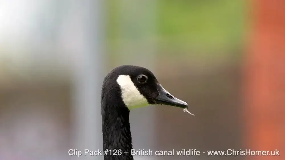 Clip Pack #126 - British Canal Wildlife - Stock Video Footage