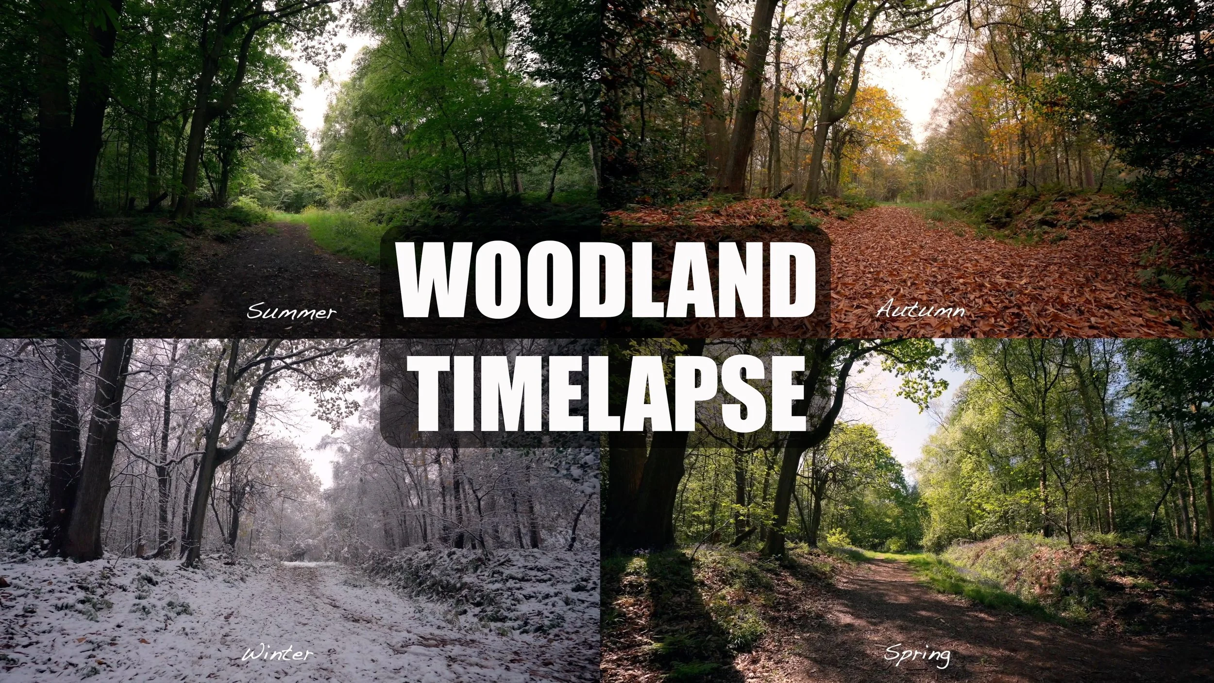 1 year timelapse 4k stock video footage
