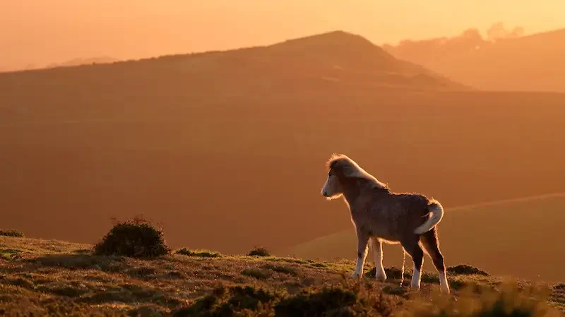 Shropshire stock video footage of a wild pony