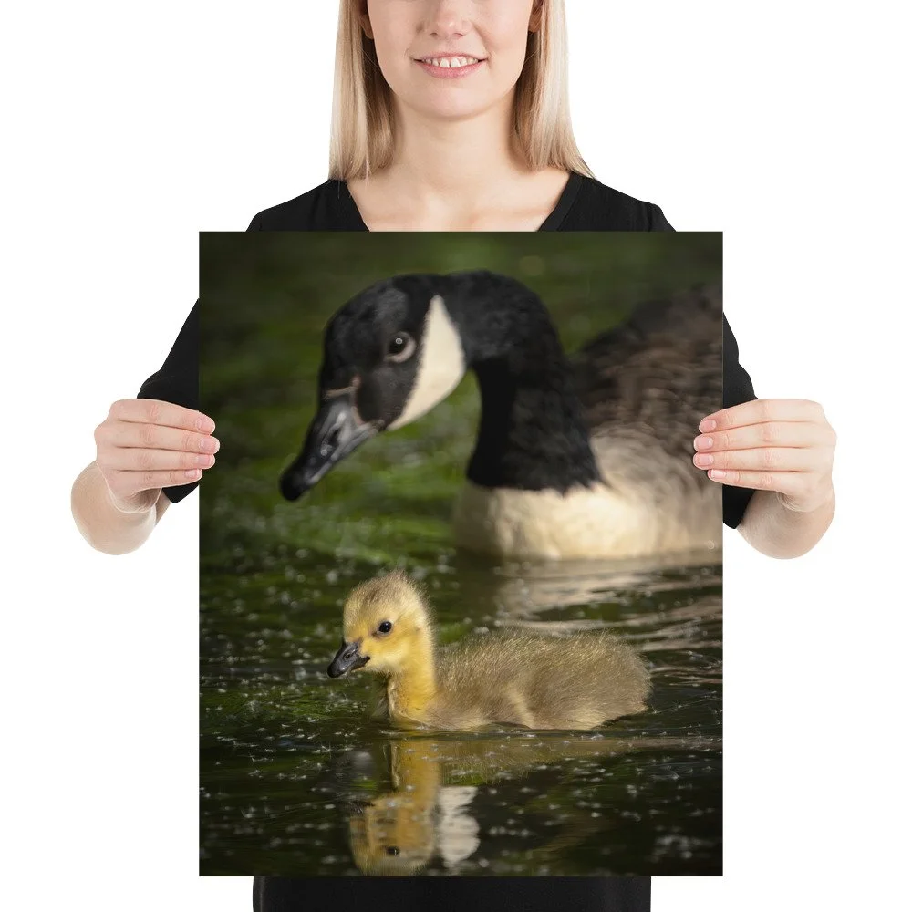 enhanced-matte-paper-poster-(in)-16x20-person-63bd7e4eebd72.jpg