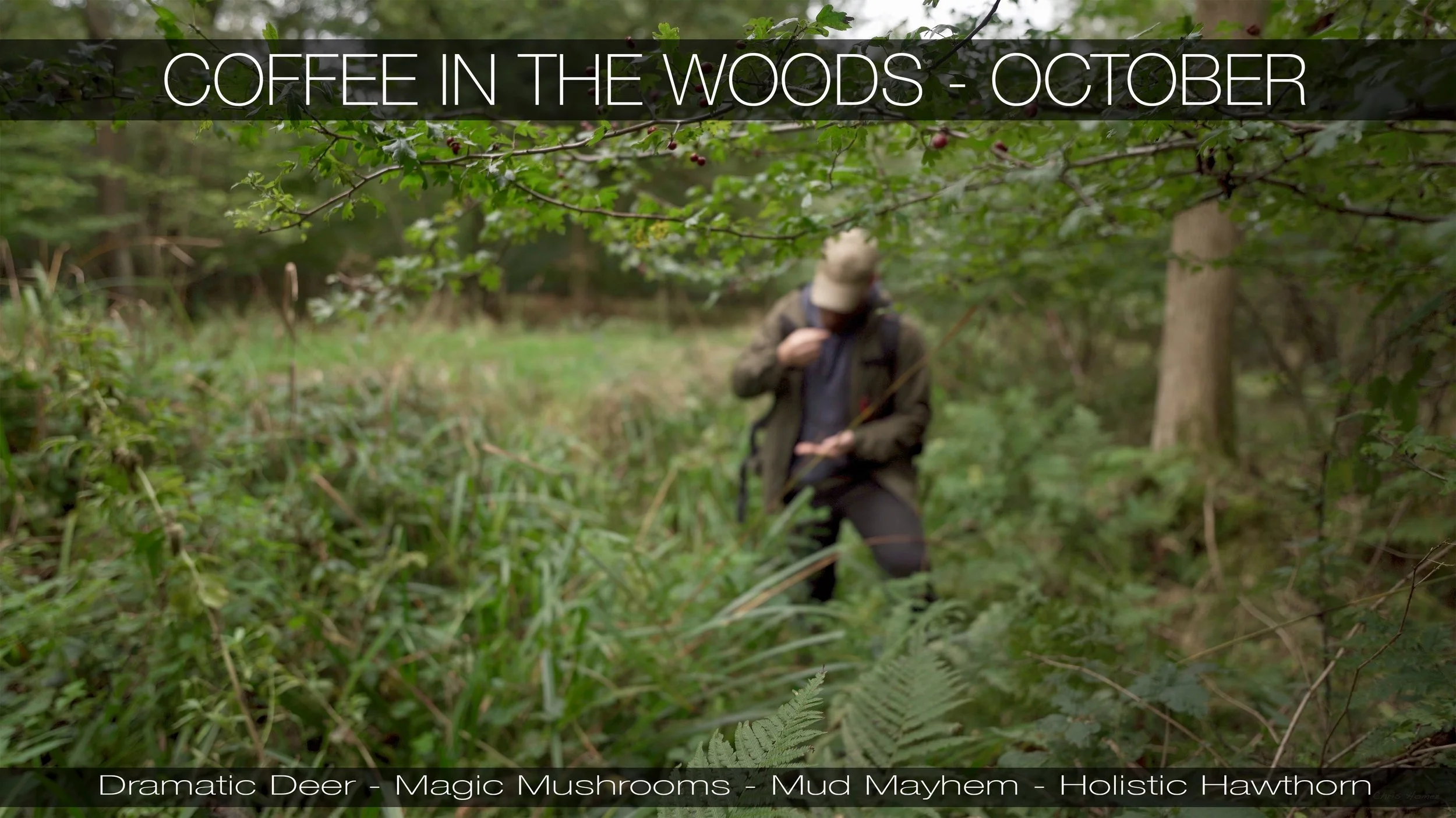 The sound of the Uffmoor Woods deer - Coffee in the woods video - October