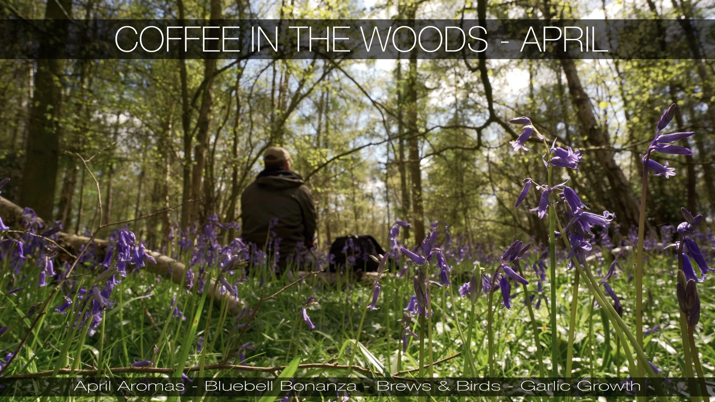 Clent Hills Bluebells Video - Coffee in the Woods - April