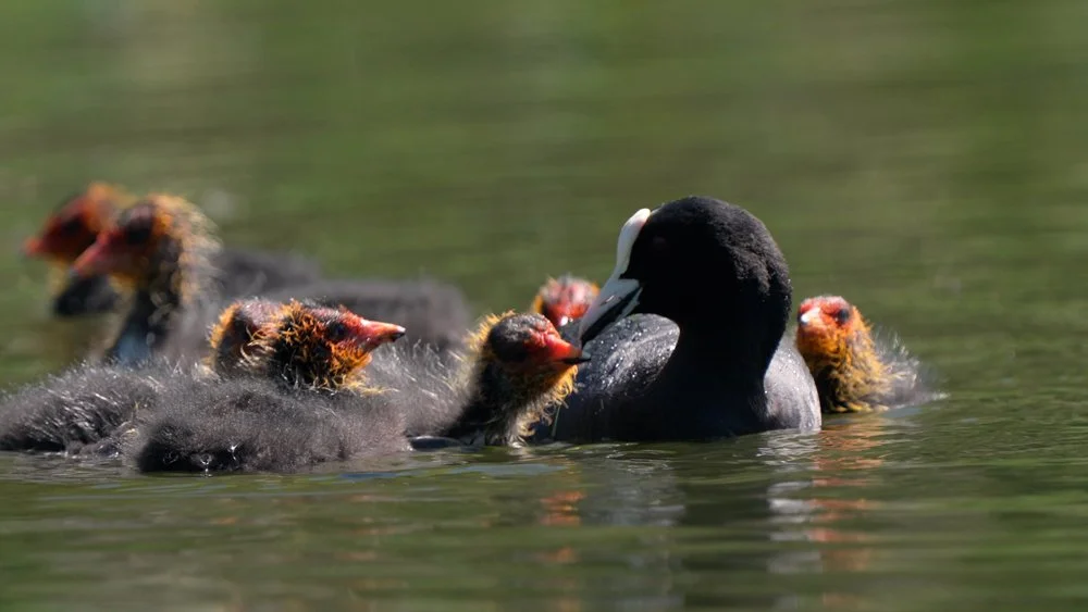 Wildlife stock footage