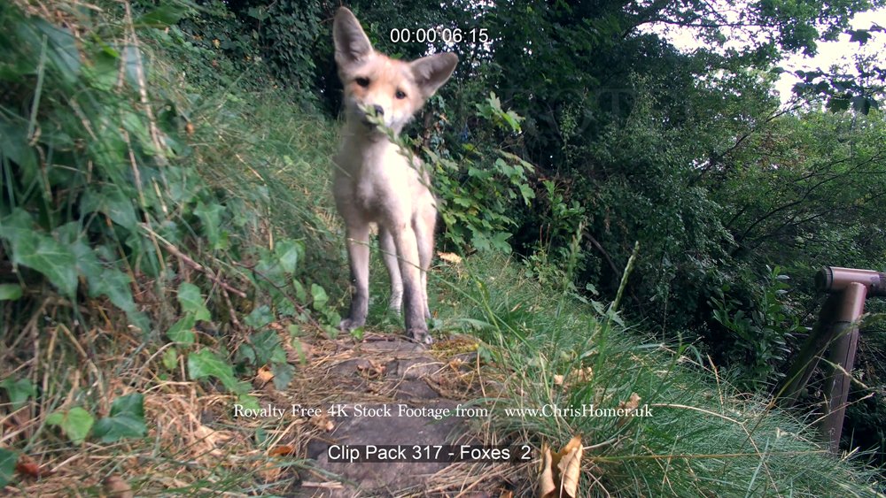 Clip Pack 317 - Foxes  2-00-00-06-627.jpg