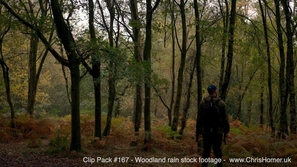 Woodland Rain Stock Video Footage