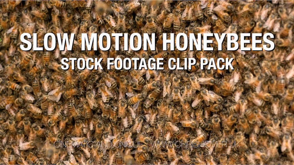 honeybees.jpg