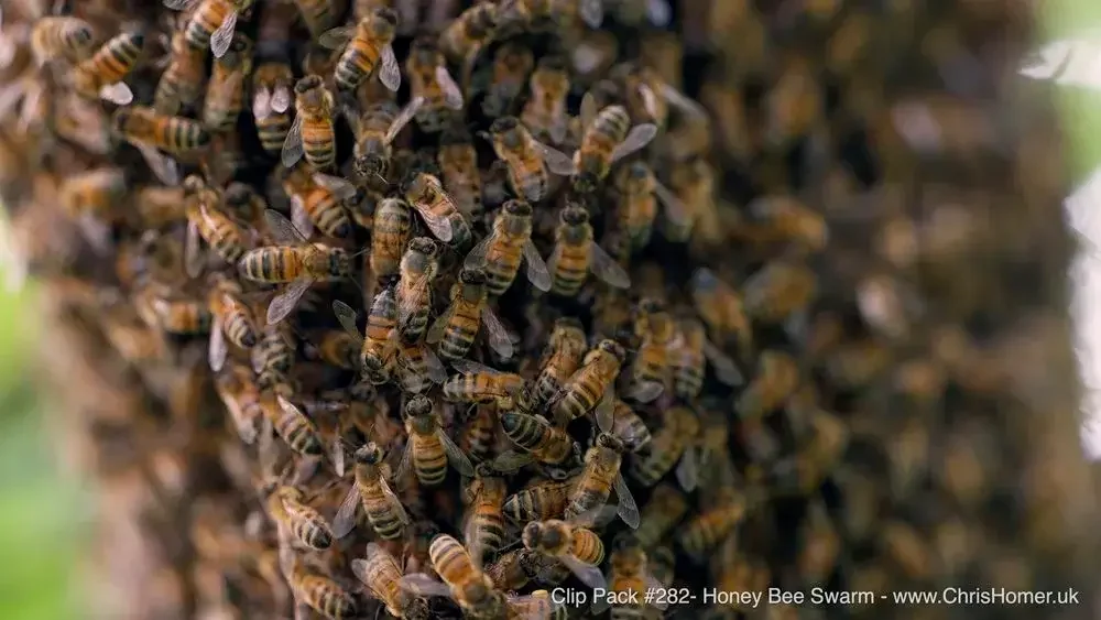 Honey Bee Swarm Stock Video Footage - 4K Royalty Free