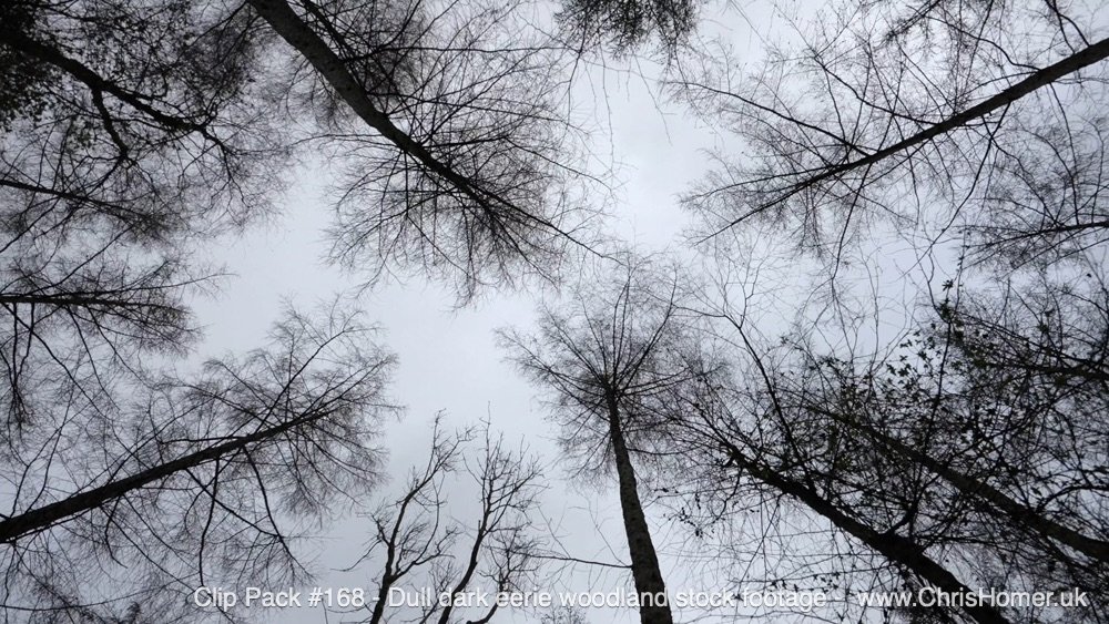 Dull Dark Eerie Woodland Stock Footage