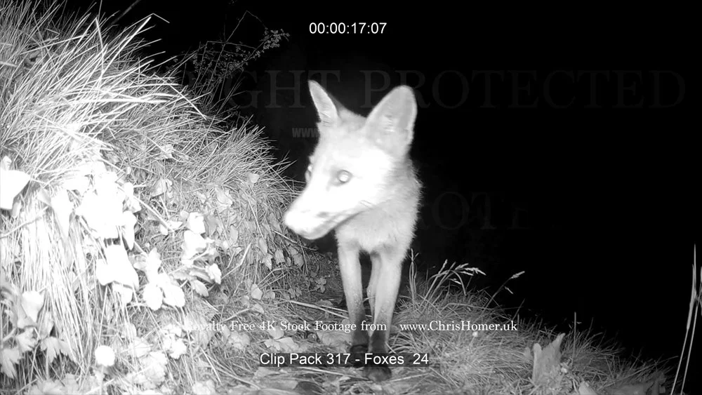 Clip Pack 317 - Foxes  24-00-00-17-311.jpg