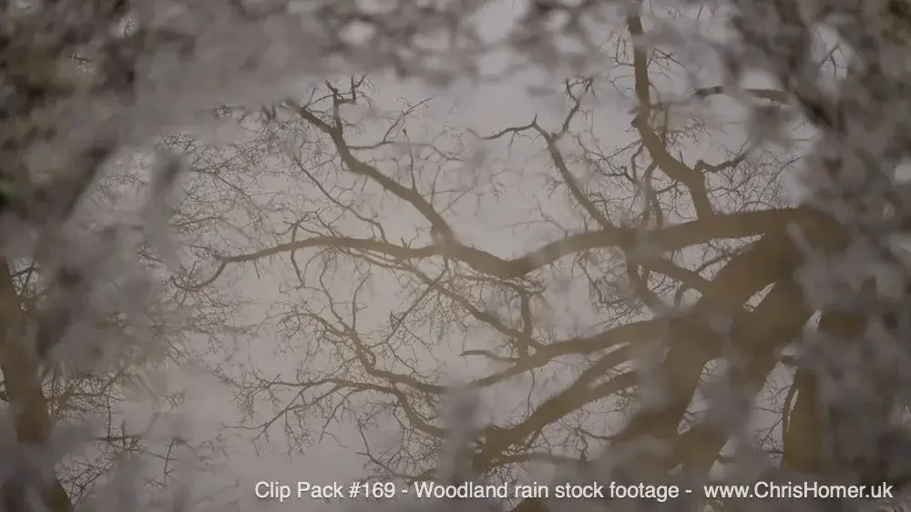 Woodland rain stock video footage
