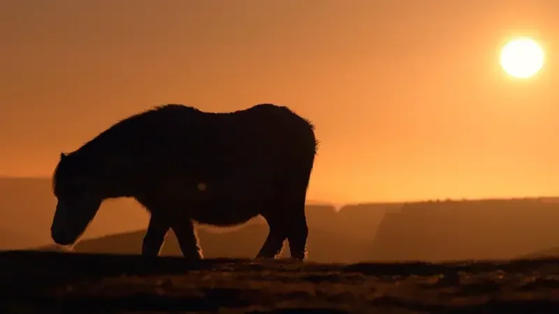 UK Stock footage - A wild pony eating grass at sunset in Shropshire, the Long Mynd