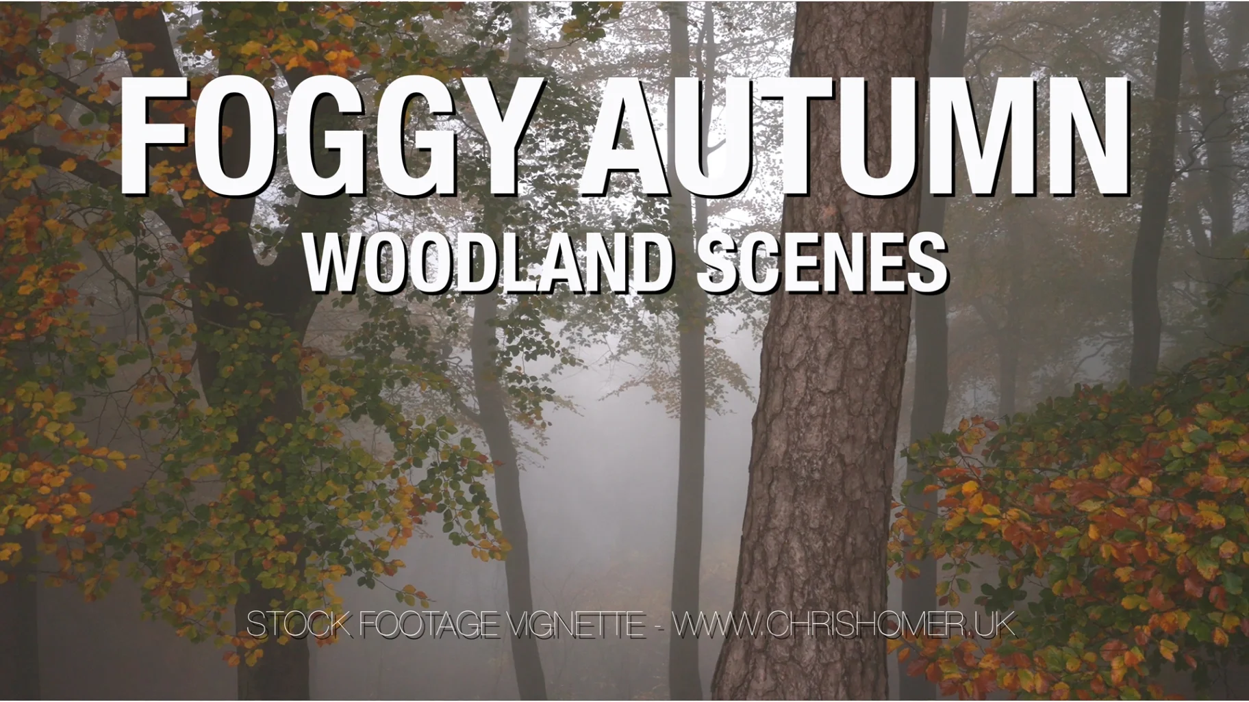 foggy autumn woodland scenes stock video