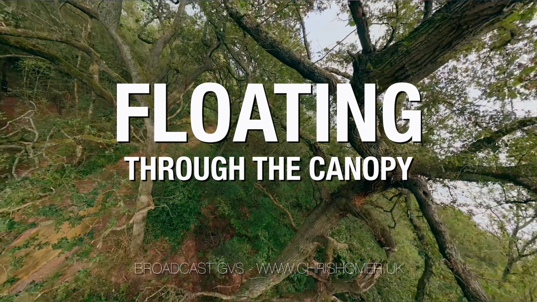 Floating through the woods