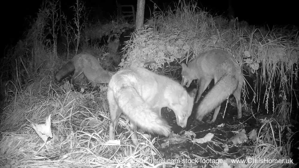 UK Trail cam stock video footage