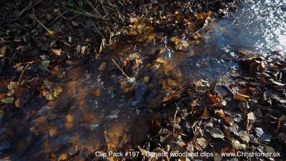 Generic woodland stock video footage