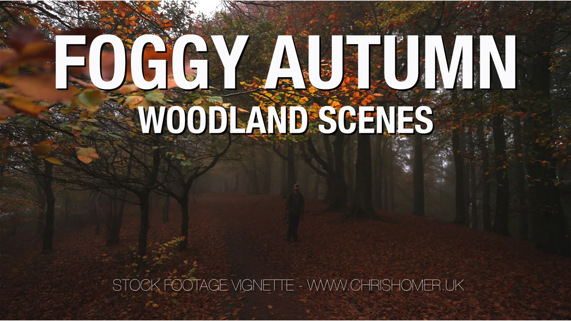 Autumn foggy woodland scenes stock video footage for broadcast