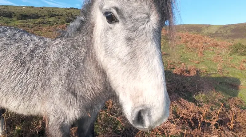 Long Mynd Wild Ponies