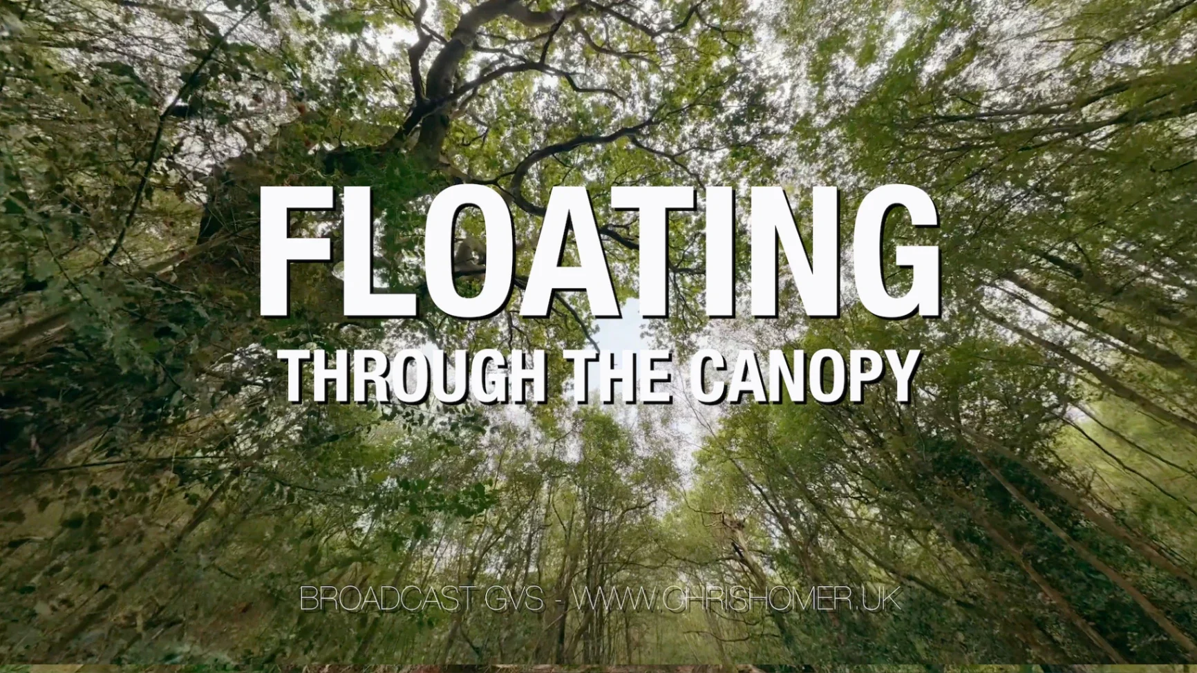 Woodland stock video footage sequence for license