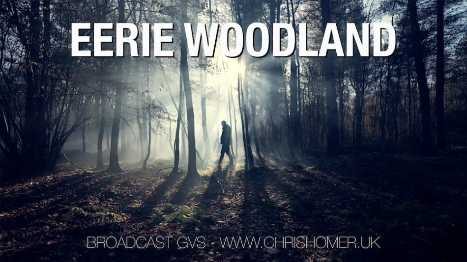 Eerie woodland stock video footage