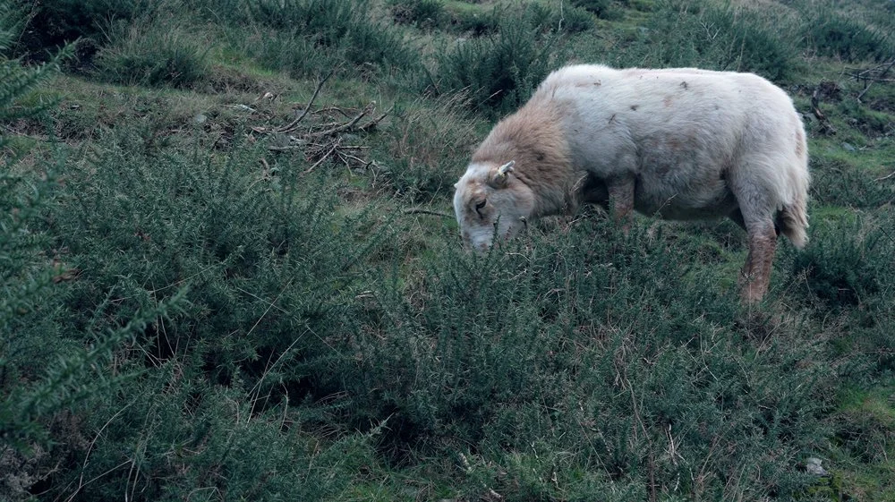 A sheep royalty free stock video footage download