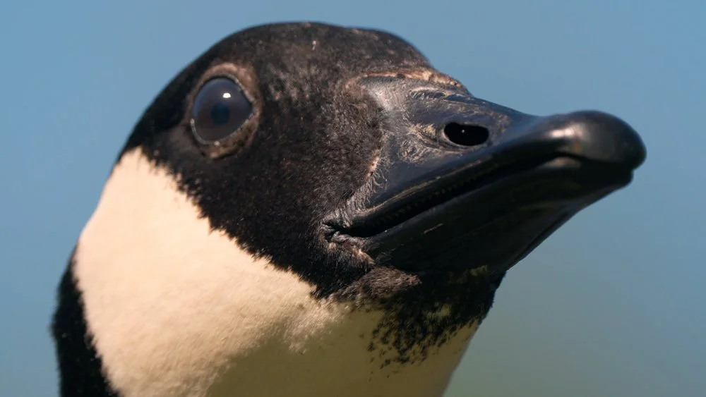 British Canal Wildlife Stock Video - Clip Pack #328