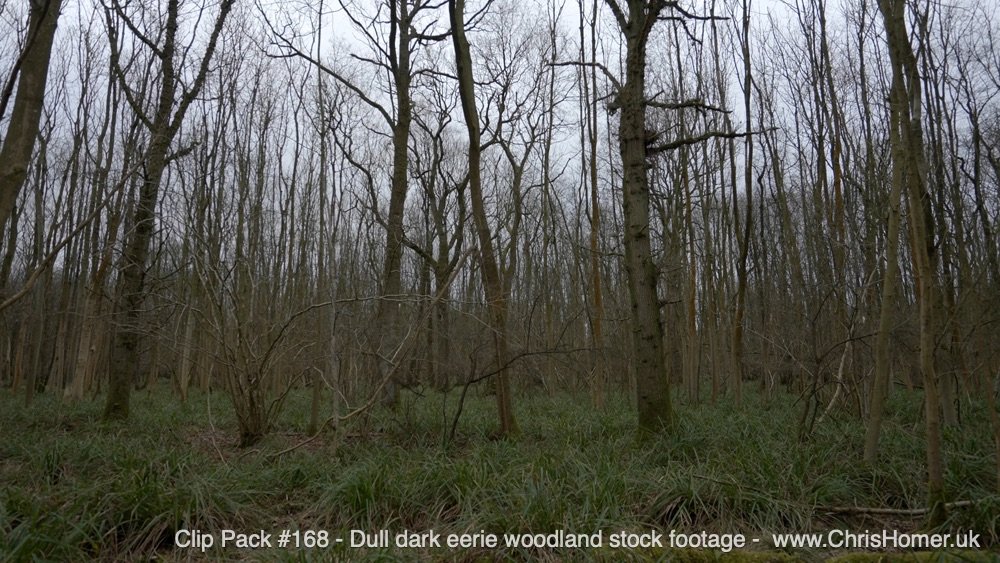 Dull Dark Eerie Woodland Stock Footage