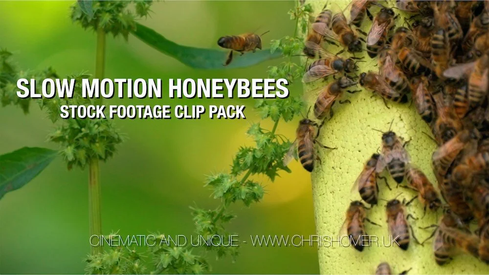 Slow Motion Honeybees - Rushes Clip Pack #322