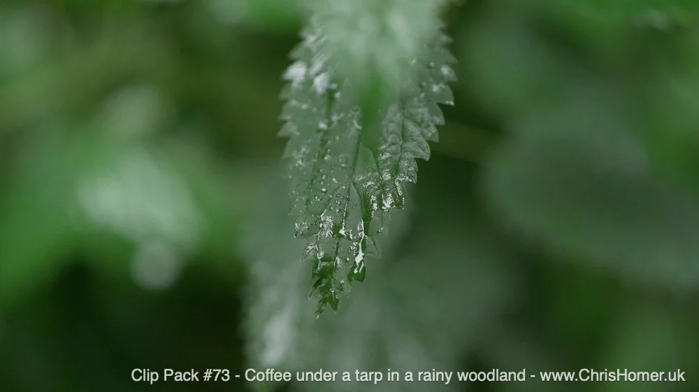 woodland video download