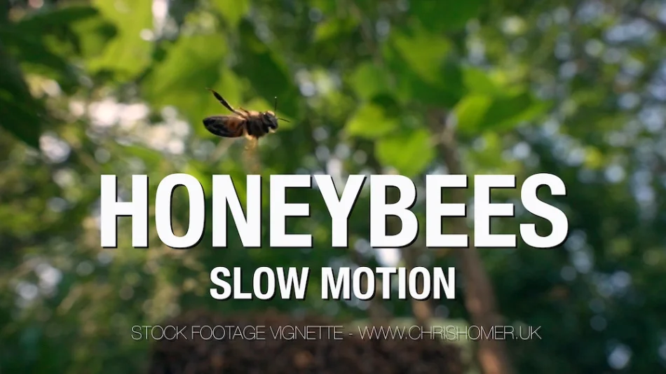 Honeybees stock footage in slow motion