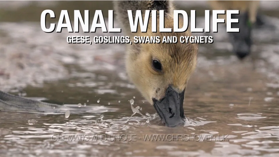 British canal wildlife stock video footage, geese, goslings, swans and cygnets