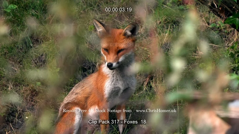Clip Pack 317 - Foxes  18-00-00-03-773.jpg