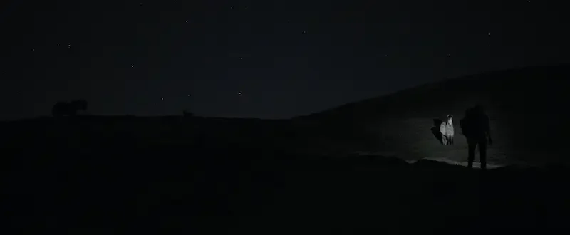 Shropshire wild ponies at night stock video footage
